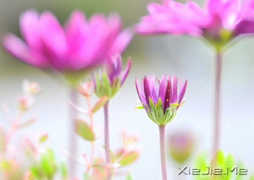 有的人你看了一眼，却惦念了一生 (4)