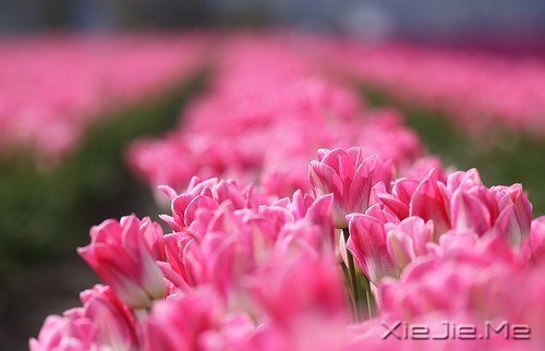 幸福应该是来得巧，而不是来得多 (4)