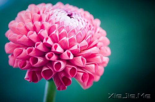 早安心语：我们总是在别人的故事里，流着自己的眼泪 (3)