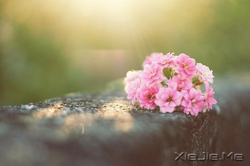 早安心语：我们总是在别人的故事里，流着自己的眼泪 (5)