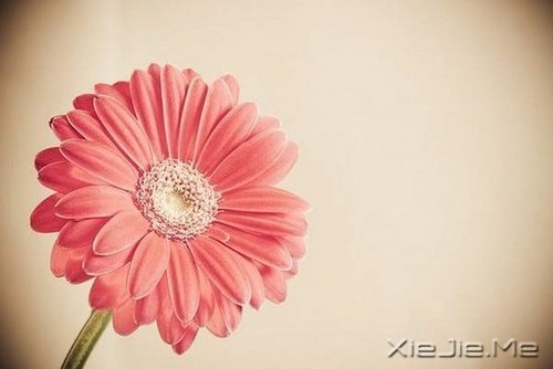 早安心语：我们总是在别人的故事里，流着自己的眼泪 (10)