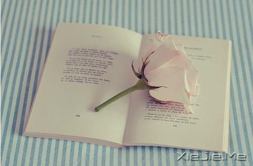 晚安心语：若你懂得，就请珍惜 (5)
