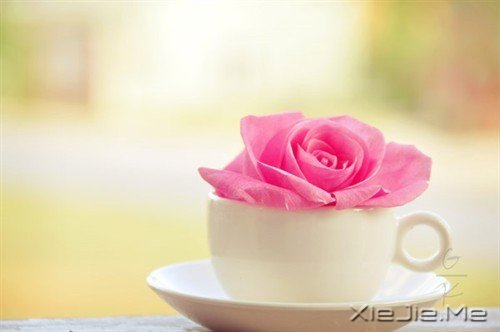 经典语录：我们需要的，只是一颗静下来的心